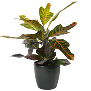 Croton Excellent + Cache pot Anthracite /